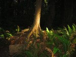 115-1558_IMG.JPG