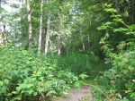 115-1584_IMG.JPG 
From: 	ARd @  (07/22/05 09:29:01)
The plant in the left front has sycamore-type leaves and may be 'big-leaf sycamore', the plant leaning across the path is in the Apiaceae (Umbelliferae) such as poison hemlock (Conium). The white-flowering plants to the right appear to be Himalayan blackberry.