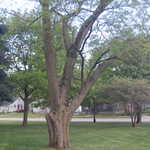 DSC_0035.JPG
This photograph is a continuation to the right of our panoramic view, showing the main road running in front of the entrance of Grinnell College. This main road is Sixth Avenue, which again, is the street where Mears Cottage is located.
