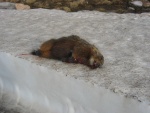 Beartooth Pass, MT. Just below the snow fields of Beartooth Pass the traveler will see scampering Marmots practically every turn of the road. This poor fella, left ingured and dead on the road, saddened my heart. After I drove up to the next switch-back, I decided to climb down the mountain to participate fully in this reality. I experienced his dead weight and rough paws as I laid him on the ice away from additional insult / destruction on the black pavement. (Photo = 106-0633_IMG.JPG)