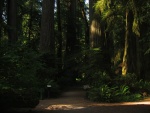 A Path Invites the ZMM Traveler Into the Forest Primeval.  Some early conservation pioneers recognized that all of the Giant Redwoods were destined to be sawed up into houses, unless action was taken. So they exerted themselves, Quality lead the way. And at least this wonderful stand was protected.  Pull-off & parking area, Redwood Forest, Simpson Reed Grove, Jedediah Smith State Park, twelve mi East of Crescent City, CA.  (Photo = 115-1541_IMG.JPG)