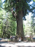 When I Was a Kid, I Saw Several Hand Colored 1920's Postcards Showing One These "Drive-Through Redwood Trees". Of Course the Photo Showed One of Those "Old Timey" Automobiles, Parked Inside the Tree With Everyone Standing Around In Awe. (You remember Those Old Cars: Spooked wheels, Hand Engine Crank, and External Radiator Cap!!)  But until I got here, I had never seen one of these cute demonstrations of human power over Mother Nature. Is this the same Giant Redwood Tree as was shown in those 1920's cards? Might be! As you will learn in my ZMM Sights and Scenes Photos, also In this Gallery, this park is most probably the place where the most unhappy Chris throws animal cracker crumbs to the ducks in a duck pond. As I say in those captions, the Narrator despises tourist traps and most especially places where tourist attractions result in destruction (or even distortion) of the Natural World. Here must be an especially severe form of what the Narrator hates. I conclude the Narrator's hatred is so severe, he decided not to even mention this tree, although most obviously here was here. Another thought: Although Chris had plenty to be unhappy about as he came thru this Part of California, we might conjecture that the Narrator was even more seriously distraught. We ask: Were the Narrator' own deep feelings concerting what had been done to this tree and the tourist behavior here, also communicated to Chris? And did this considerably add to Chris's bad feelings and bad behavior, here and later?  A once-upon-a-time city park, Leggett, CA.  (Photo = 116-1665.JPG 