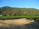 We Are Now In the ZMM Narrator's "Wine Country". As He Says "Exquisite!"   I was indeed thrilled with the beauty of these irrigated valleys, with row after row of grape vines, set before the distant low hills. At every turn in the road, I grabbed my camera, and stabbed on the brakes at the first available wide palace. But this also created a problem. At every stop I wanted to gather my 360 degree full circle panorama shots. This required me to stand by the highway and keep my eye (and full attention) in the camera viewfinder and rotate the camera (and me) full circle, as I staged & shot each of the 8 needed photographs. Through all this, I became thoroughly rattled, because I could not see the on-coming high speed cars. There was a near continuous flow of cars that were whoooshing-on-by-me. In my state of semi-blindness, they seemed to practically brushed my knees! Although I was completely unnerved by this jam, I stood my ground, and came home with some five wine country panoramas safely packed into my 128MB Compact Flash Card. Look for these (soon) in my Panorama Album in this Gallery of Web Photos.  Eight miles South of Ukiah, CA.  (Photo = 117-1761.JPG )