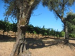 This View Is From Along the Old Road Just North of Town. View on the Other side of the Road, Same Location As Previous Photo.  We are on the Western side of the valley, where the land changes from board-flat to rolling hills. However the grapes here seem to be just healthy  Half mi South of Asti, CA.  (Photo = 117-1776.JPG Note Declaration of Independence In Number.)