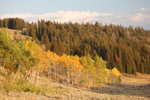  Views in the Narrator's High Country! (Continued) After Many, Many Switch-backs We Are Back Down to Trees and Fall Yellow Colored Aspens.   Lakes and valleys lower elevations of, Beartooth Pass, MT.  ************************************  (Photo = Summer2006 0152 ...... ZMM Page = 111 ...... WayPt =~148k ~9578ft)