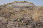 Cactus and Sparse Vegetation on the Bare Volcanic Ash Bear Witness: This Is Indeed Harsh Land!! On my second trip to Miles City and Bozeman,  The ZMM Narrator chose this very harsh landscape to poetically amplify his terrible feelings about the processes of technology.  Bad Lands 5 miles after Rhame, MT.  ************************************  (Summer 2006 0335...... ZMM Page = 068 ...... WayPt = 078`|k|' 2925ft)