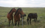 I Stop To Photograph These Horses. They Come Closer And Are Just As Curious About Me.   This "Posse" Sniffs at Me Expecting a Handout. Despite their tough living conditions, these horses go on living any way, and seem both well fed and content. I took too long talking to the horses, and missed my shot when all the horses had a good photogenic group positioning.  20 Mi W of Baker, MT.   ************************************  (Photo = 104-0471c ...... ZMM Page = 071 ...... Photo at = 088`|w|' 2715ft) 
