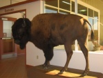 Huge Male Buffalo at The Oregon Trail Interpretive Center  Be sure to stand by this huge Bison. It is definitely an EXPERIENCE! Several miles NE of Baker the ZMM Route following Oregon Rt 86 crosses the "ruts" created by multitudes ox pulled covered wagons on the historical Origin Trail. The Interpretive Center, high on a nearby mount, enables a dramatic view of vast semi-barren expanse through which those early pioneers persevered and endured. Don't miss it!   Five miles East of Baker, OR.  ************************************  (Photo = ...... ZMM Page = 111-1194c ...... WayPt = 303 `|w|' 3980ft)