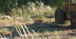 Although Wild, I Was Able To get Quite Close To This Doe Hiding In the Shadows.  This calm deer by the road, just out of Mitchell OR, seemed to feel safe when hidden in the shade. I was ignored while I waited for her to move into the sunlight for a better photo. But ultimately she suddenly ducked into the brush before I could get my shot.  Mitchell OR.  ************************************  (Photo = 113-1308c ...... ZMM Page = 292 ...... WayPt = 347 `|w|' ft)