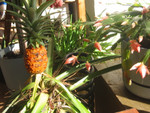 About Five Years I Planted the Top Green "Palm" Cut the Top of a Grocery Store Pineapple. Finally the Resulting Pineapple Plant Grew Up, Flowered and Produced This Delicious Fruit! Photo = 4650.