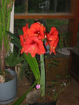 Each Spring We Enjoy and Marvel At the Rapid Growing and Beautiful Amaryllis.  Photo = 4793. 