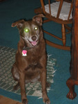 Our Eternally Happy Puppy, Cinnamon. Photo = 4803. 