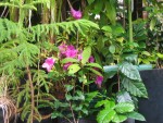 IMG_5184.JPG