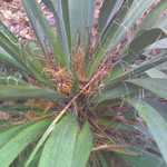 A REALLY Close-Up Fiew of a Typical Medium Size Sisal Plant That Happens To Be Along the Road To Our House. NOTE Currly Fibers, that Naturally Peel Off the leaves of the Sisal Plant. 

Sisal is a member of the Agave Family, and similar to the Yucca Plant, and growing wild, is fairly common in our part of SC. 

The fibers of the Sisal are valuable for making rope, twine, and fabrics. It is believed that the North Americans used Sisal for it's fibers, really not having any other source of durable fibers 


Photo_010313_002.jpg