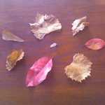 This photo, and the next five photos,  are "A Celebration Of Fall Color & Fall Leaves"!! 

Excited by the red wild cherry leaves, I brought home a sampling for this photo, taken on our chestnut wooden dining table, in the sun of our solar home: Arrayed around a pine seed, with it's spinner wing, you can pick out  a tapered brown oak leaf. The remainder are yellow or tan grape leaves.

How do you like my art??


Photo_110911_001.jpg
