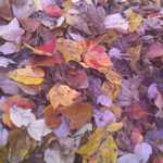 This photo, and the next six photos,  are "A Celebration Of Fall Color & Fall Leaves"!! 

The last of these, shows photos of our Solar Home. 


Photo_111111_003.jpg