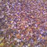 This photo, and the next seven photos,  are "A Celebration Of Fall Color & Fall Leaves"!! 

The last of these, shows photos of our Solar Home. 


Photo_111111_005.jpg