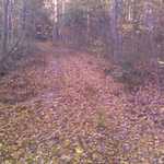 This photo, and the next eight photos,  are "A Celebration Of Fall Color & Fall Leaves"!! 

The last of these, shows photos of our Solar Home. 


Photo_111111_008.jpg