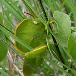 14) Because It Is In the Left Upper Center Of The Photo, This Orang Edge Hooded Grasshopper Is Easy To See. But You Will Have To Look Harder To (Better Partial Fit), To See The Eye, Then The Front Legs & Then The Big Powerful Back Leg. 
By J.M.Garg - Own work, CC BY 3.0, 
More Information: Link Click Here.  

File = MimicLeaf=Hooded Grasshopper (Teratodus monticollis) W IMG 0525