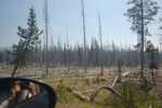 Continued Driving Toward Crater Lake, We See More Awesome Forest Fire Destruction.  

File =  DSC 0579 Resize603x400