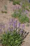 A Close-Up Of Purple Flowers On Interesting Plants Growing In Dry Volcanic Dust.  

File = DSC 0619 RotResize400x603