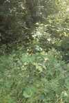 A Few Feet From Previous Panorama, More Flowers Seen Among The Shrubs.  

File = DSC 0694 RotResize400x602
