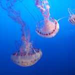 Giant Jellyfish, Closer View.  

File = 20240726 151518 Resize533x400