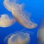Smaller Jellyfish, Closer View.  

File = 20240726 151656 Resize400x533