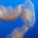 Smaller Jellyfish, Even Closer View.  

File = 20240726 151703 Resize533x400