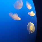 Smaller Jellyfish, At The Monterey Bay Aquarium:.  

File = 20240726 151711 Resize400x533