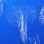 Wispy Jellyfish, Closer View.  

File = 20240726 152215 Resize533x400