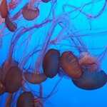 Red Jellyfish, At The Monterey Bay Aquarium:    

File = 20240726 152238Resize533x400