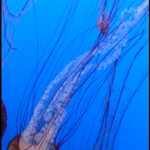 Red Jellyfish, Even Closer View.   

File = 20240726 152352.mp4}ScrnCapt Size354x621