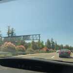 Beautiful Flowers Are Seen, 53 Minutes After The Previous Photo, As David Matos & Henry Gurr Drive, Somewhat Southeast Along I-280 Freeway.  

File = DSC 0309 Resize602x400