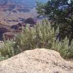 An Interesting Desert Plant.  

File = DSC 0444 Resize602x400