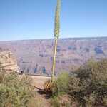 An Interesting Desert Plant With, Which Is Likely One Of The Many Varieties Of Yucca Plant. 

File = DSC 0449 RotResize400x602