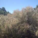 Another Interesting Desert Plant. 

File = DSC 0452 Resize602x400