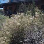 Yet Another Interesting Desert Plant. 

File = DSC 0454 Resize602x400