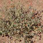 Close To location Of Previous Photo, Another Interesting Desert Plant.  

File = DSC 0533 Resize602x400