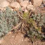 Close To location Of Previous Panorama Photo, Another Interesting Desert Plant.  

File = DSC 0554 Resize602x400