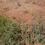 Close To location Of Previous Photo, Another Interesting Desert Plant.  

File = DSC 0555 Resize602x400