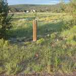 Continuing On Morning Walk, A General View Of Flowers, By The Road.  

File = DSC 0602 Resize602x400