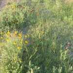 Continuing On Morning Walk, More Flowers, By The Road.  

File = DSC 0603 Resize602x400