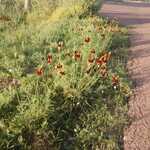 Continuing On Morning Walk, More Flowers, By The Road.   

File = DSC 0605 Resize602x400